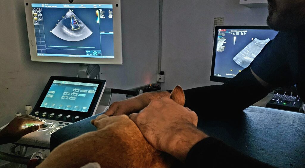 MRI & CT Scan for Pets: Advanced Imaging for Accurate Veterinary Diagnosis