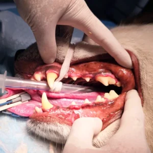 Professional dog and cat teeth cleaning and dental scaling service