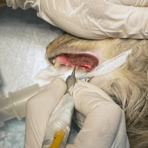 Vet examining a dog's teeth during a wellness exam at Zia Vet Clinic
