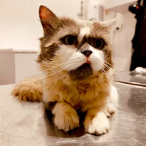Lethargic cat — a common warning sign pets need veterinary care