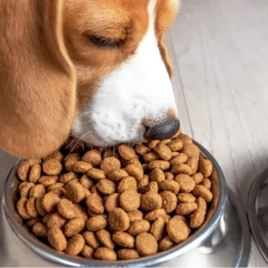 Homemade vs commercial pet food — comparing fresh ingredients and dry kibble for dogs and cats