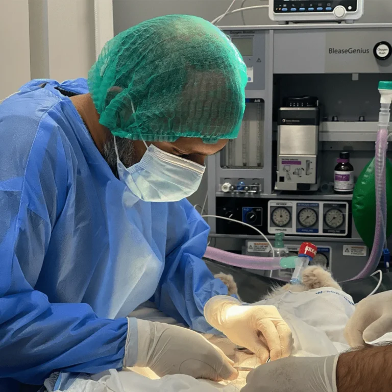Neutering & Spaying: Why These Procedures Are Essential for Your Pet’s Health and Well-Being
