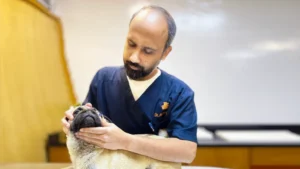 Bloody diarrhoea symptoms in dogs caused by parvovirus