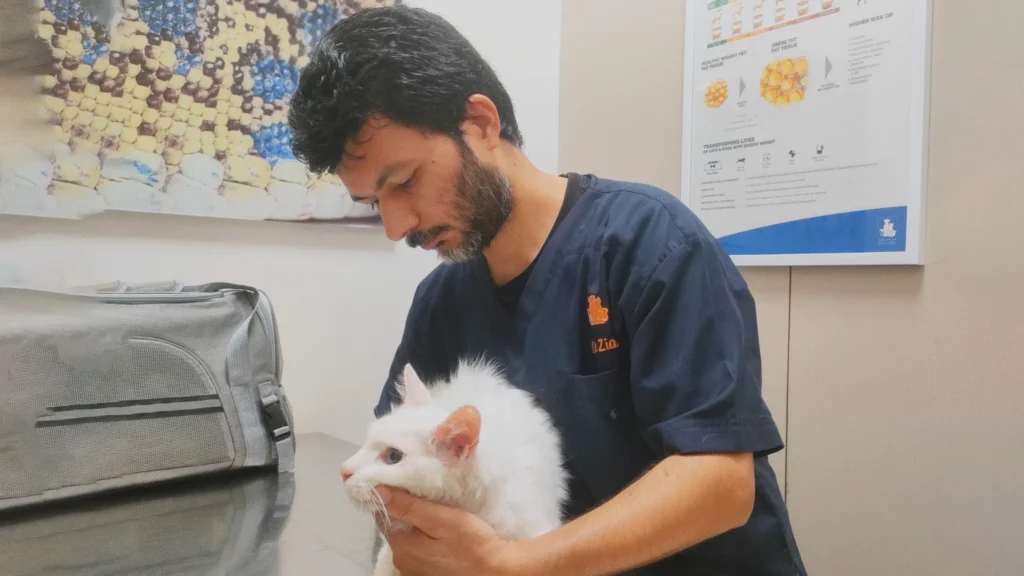 Feline Panleukopenia: Understanding the “Cat Parvo”