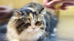 Foods toxic to dogs and cats — onions garlic grapes chocolate xylitol