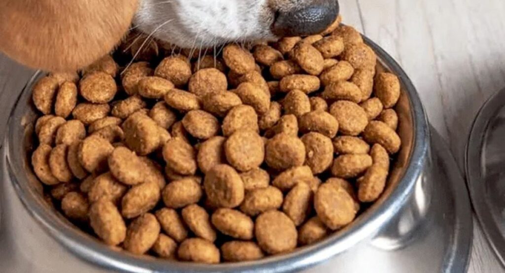 Homegrown vs. Pre-Made Pet Food: Which Is Better for Your Pet and How to Tell?