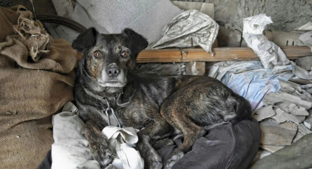 The Heartbreaking Truth of Pet Abandonment in Pakistan