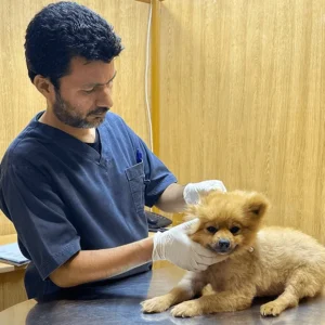 Puppy vaccination against canine parvovirus at Zia Vet Clinic Lahore Karachi