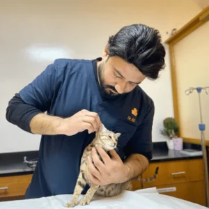 Veterinarian performing pet wellness exam at Zia Vet Clinic Lahore