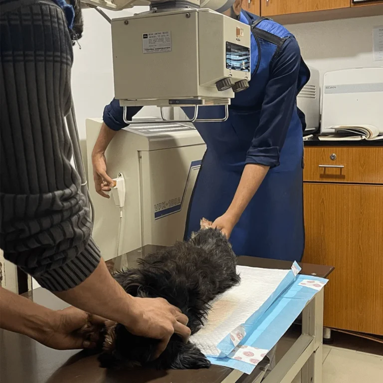 Digital X-Rays for Pets: Fast, Accurate Diagnosis for Better Veterinary Care