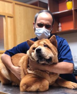 Vet administering IV fluids to puppy with parvo at Zia Vet Clinic