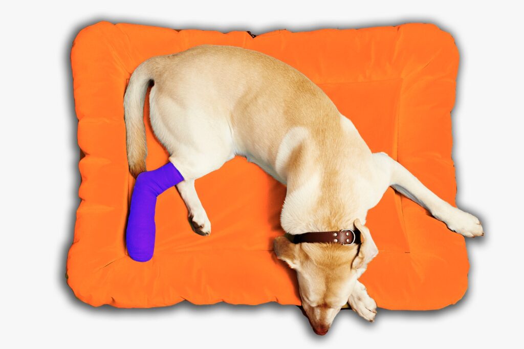 Dog treatment