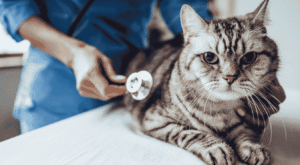Professional veterinary exam room at Zia Vet Clinic, Lahore and Karachi